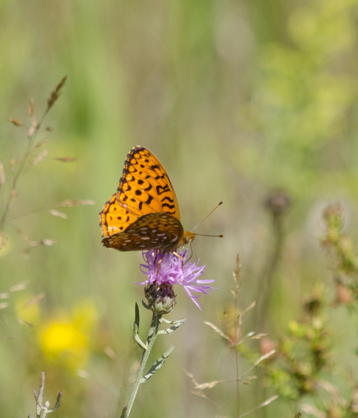 Lepidoptera