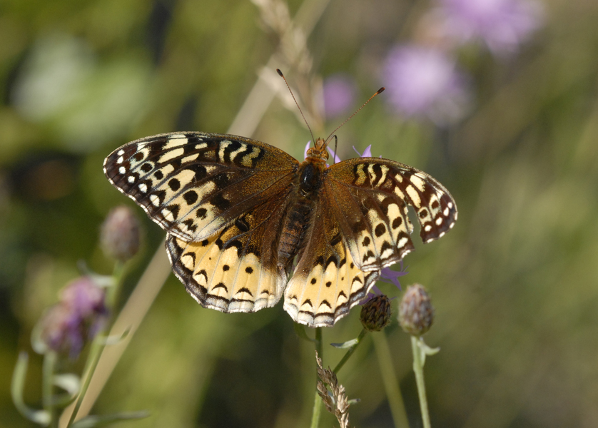 Lepidoptera