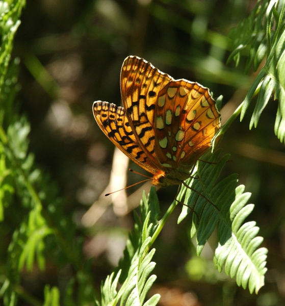 Papilionoidea