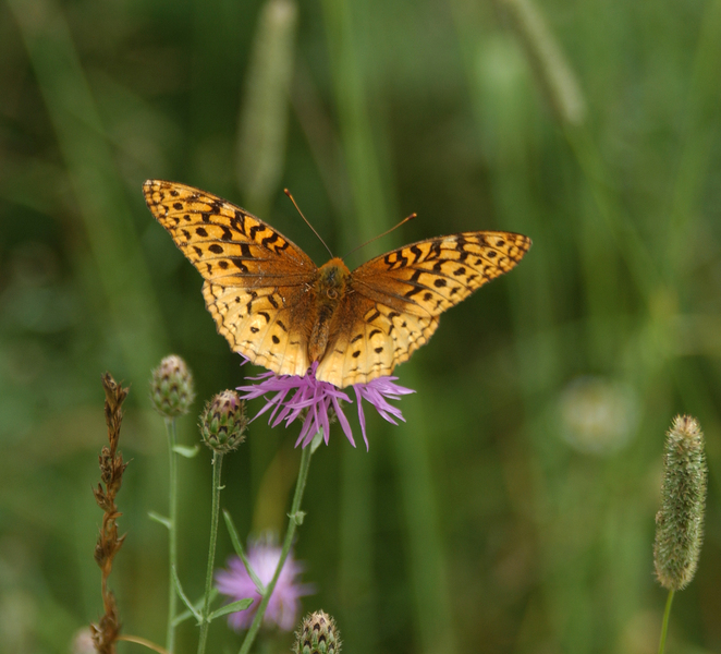 Lepidoptera