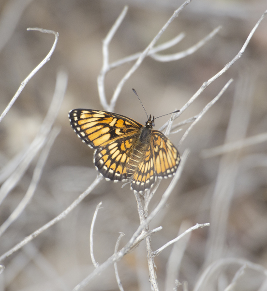 Lepidoptera