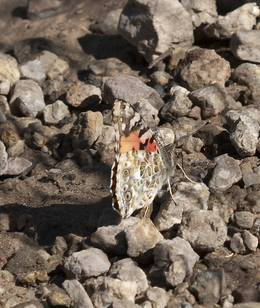 Lepidoptera