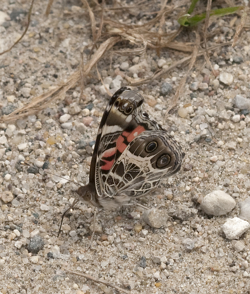 Vanessa virginiensis