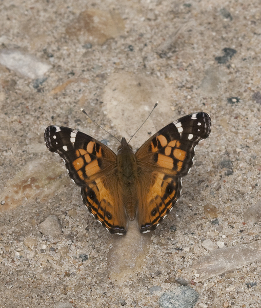 Lepidoptera