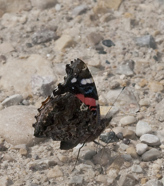 Vanessa atalanta