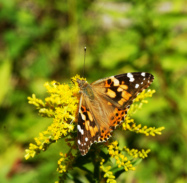 Lepidoptera