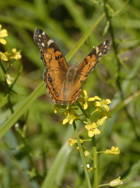 Lepidoptera