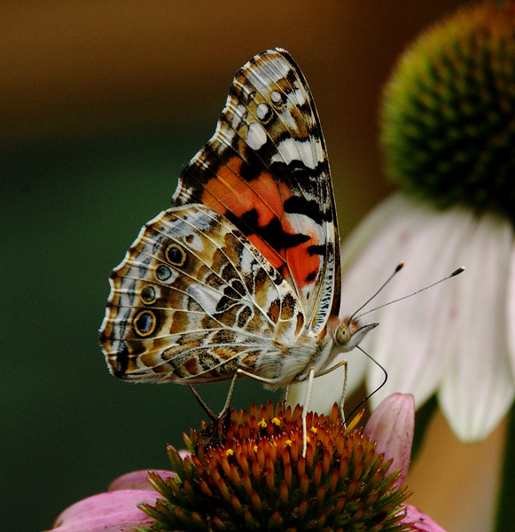 Vanessa cardui