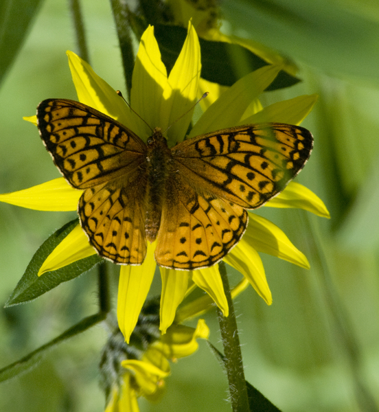 Nymphalidae