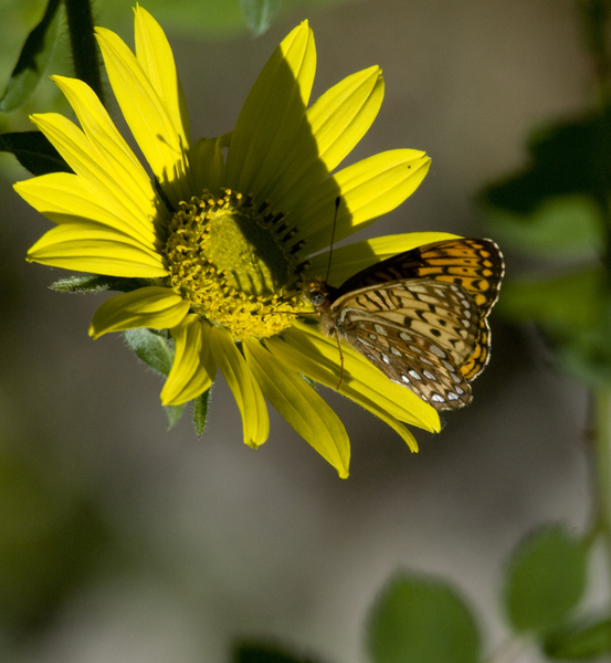 Nymphalidae