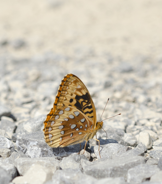 Lepidoptera