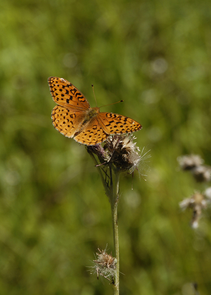 Nymphalidae