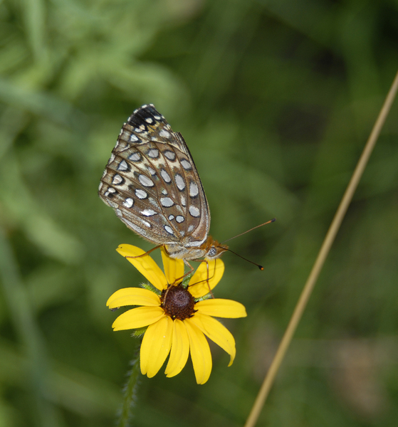 Lepidoptera