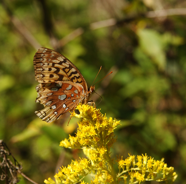 Speyeria cybele