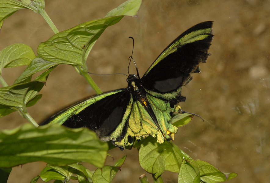 Lepidoptera