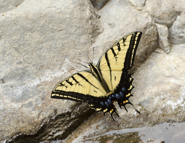 Papilionidae