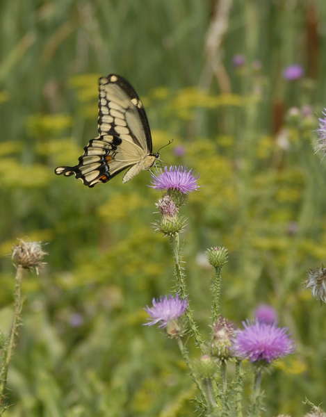 Papilionoidea