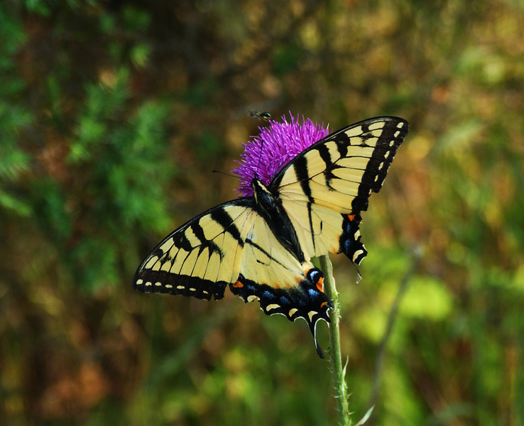 Papilio_glaucus8212