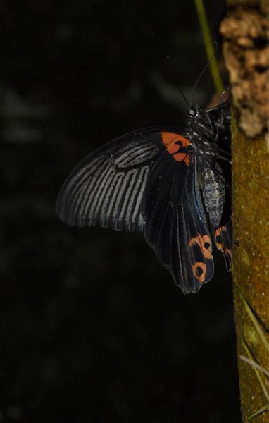 Papilionoidea