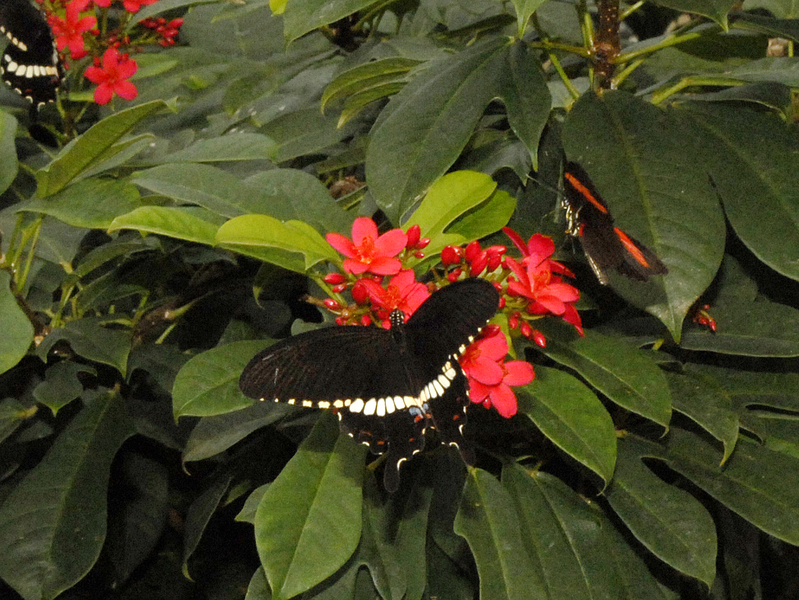 Papilio polytes