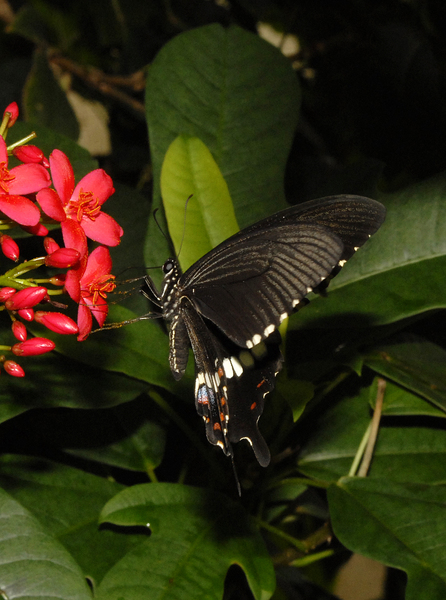 Papilio_polytes0046