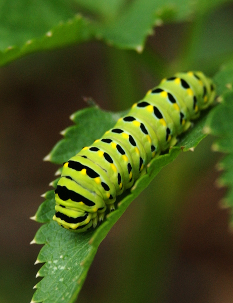 Papilionoidea