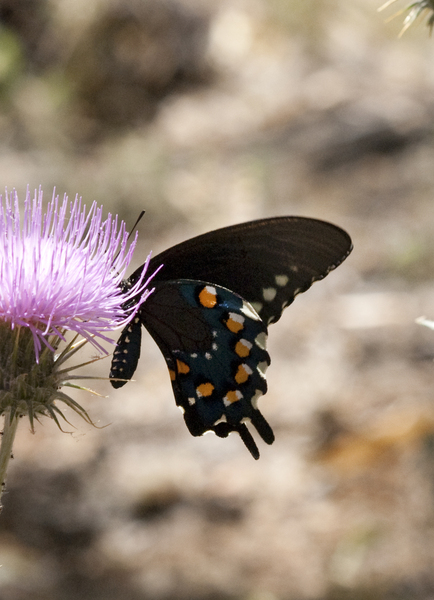 Lepidoptera