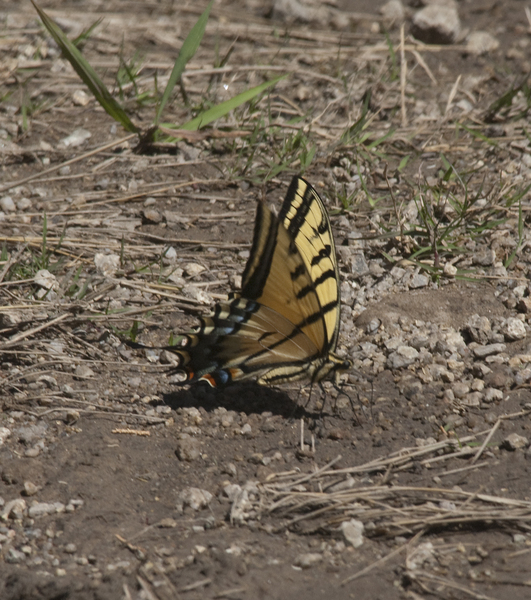 Papilionoidea