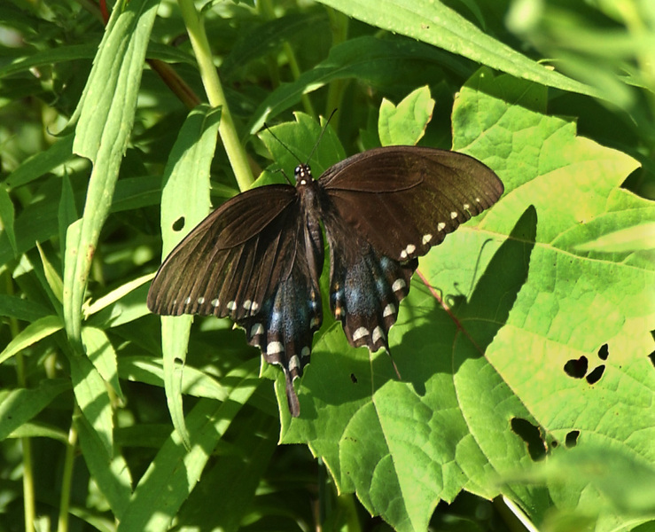 Lepidoptera