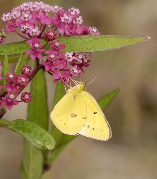 Lepidoptera