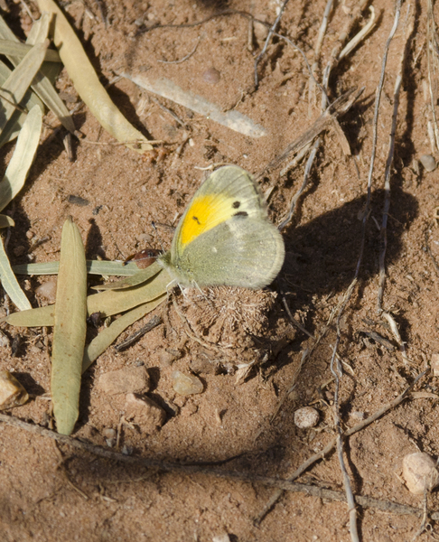 Lepidoptera