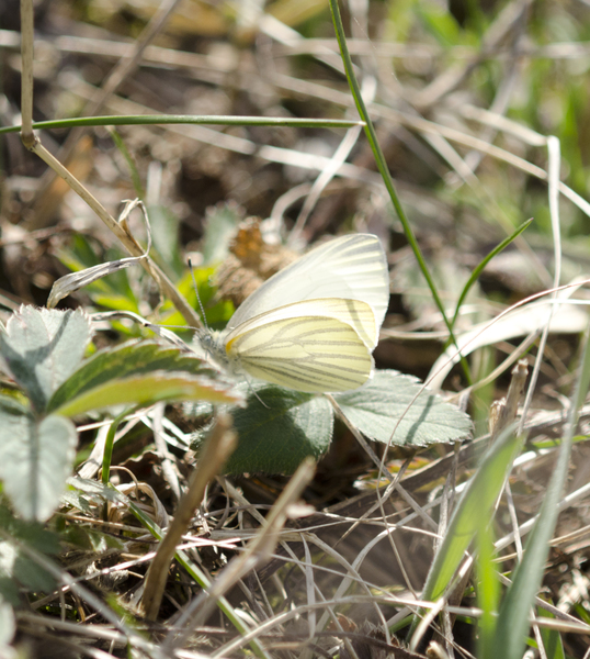 Papilionoidea