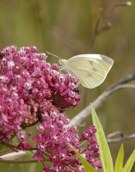 Lepidoptera