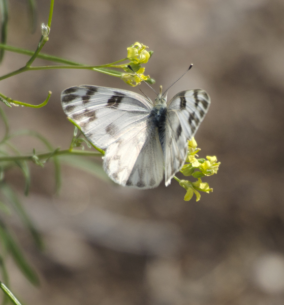 Pontia protodice