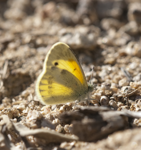 Lepidoptera