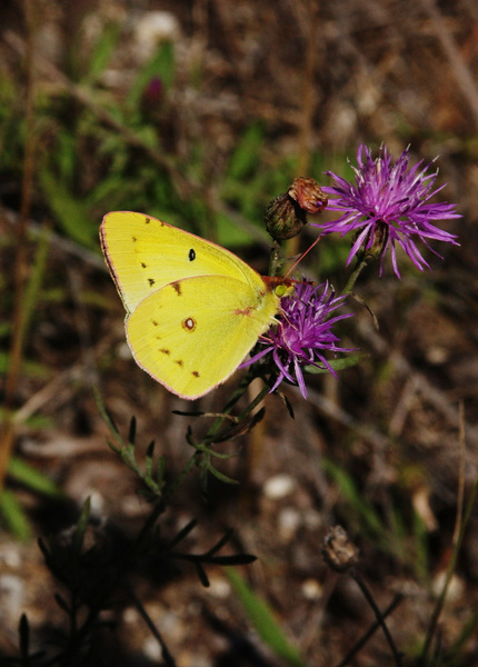 Colias