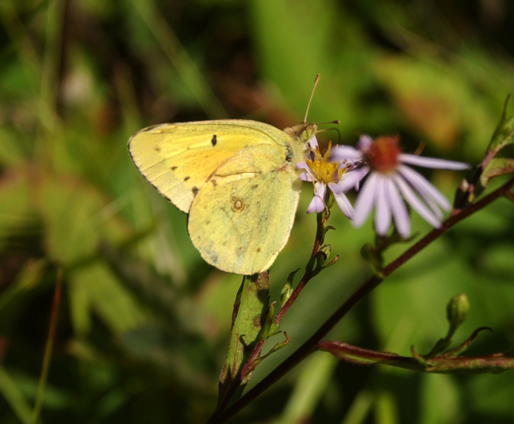 Colias philodice