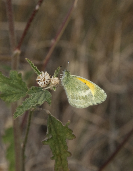 Lepidoptera