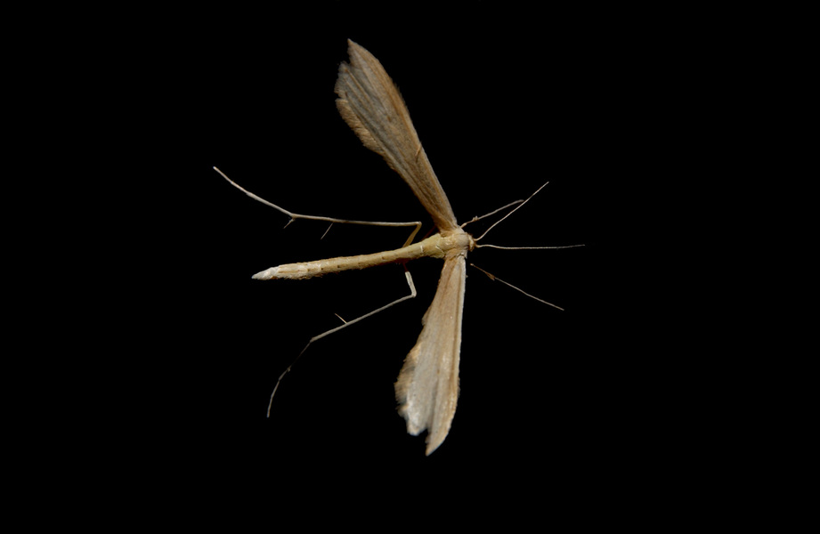 Pterophoridae