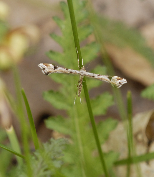 Pterophoridae