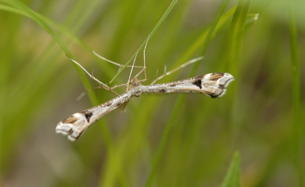 Eumetazoa