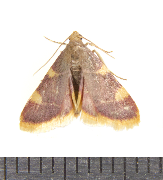 Hypsopygia