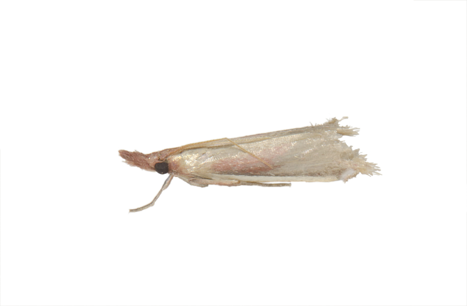 Pyraloidea