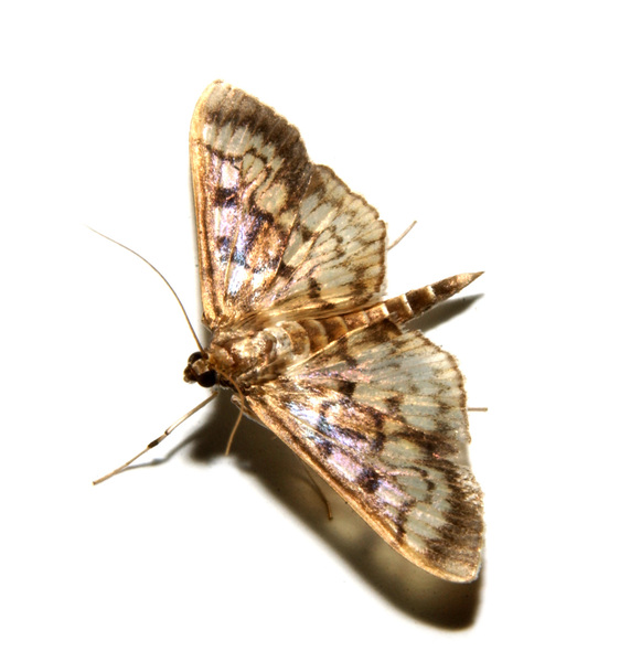 Lepidoptera