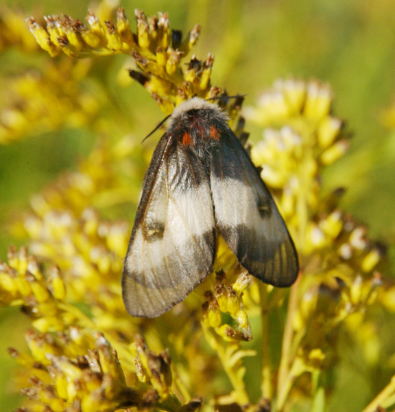 Lepidoptera