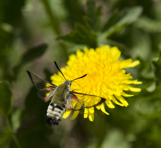 Lepidoptera