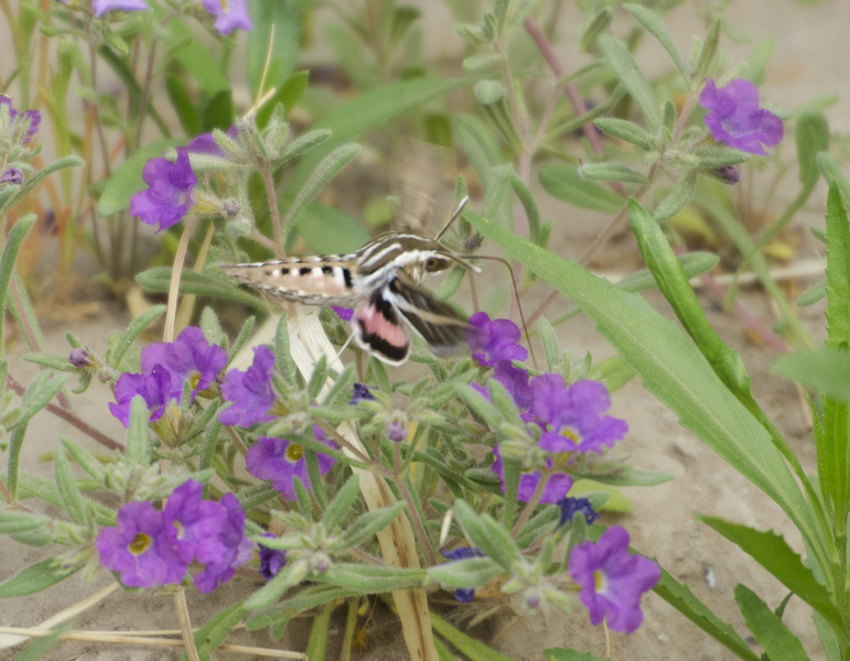 Lepidoptera