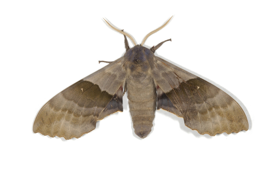 Pachysphinx modesta