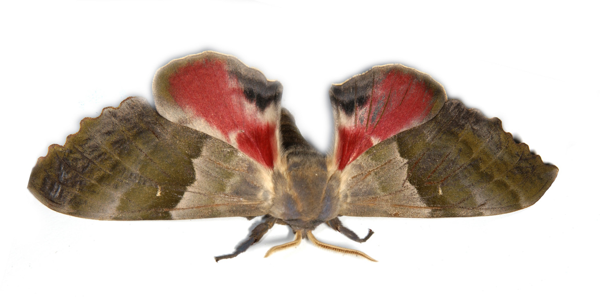 Lepidoptera