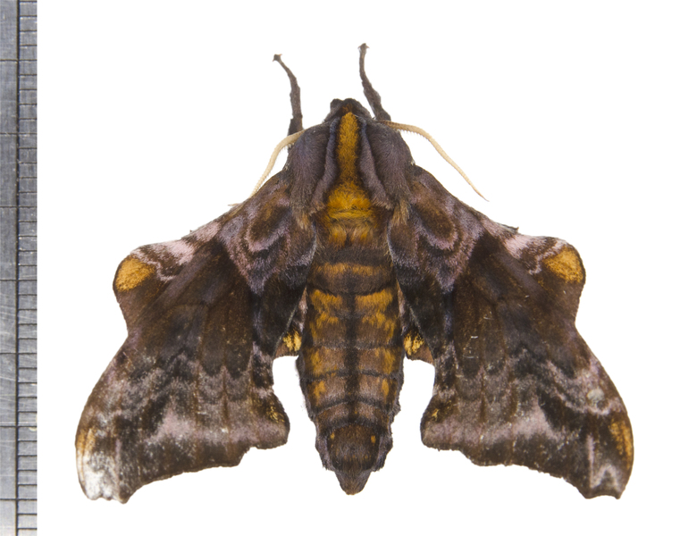 Lepidoptera